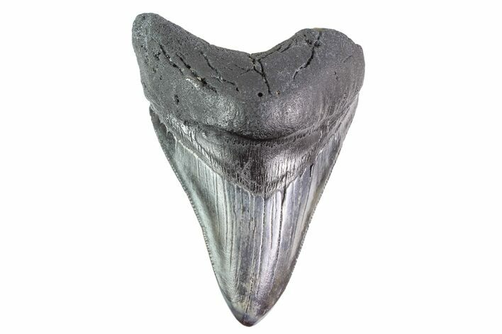 Fossil Megalodon Tooth (Polished Tip) - Georgia #151550